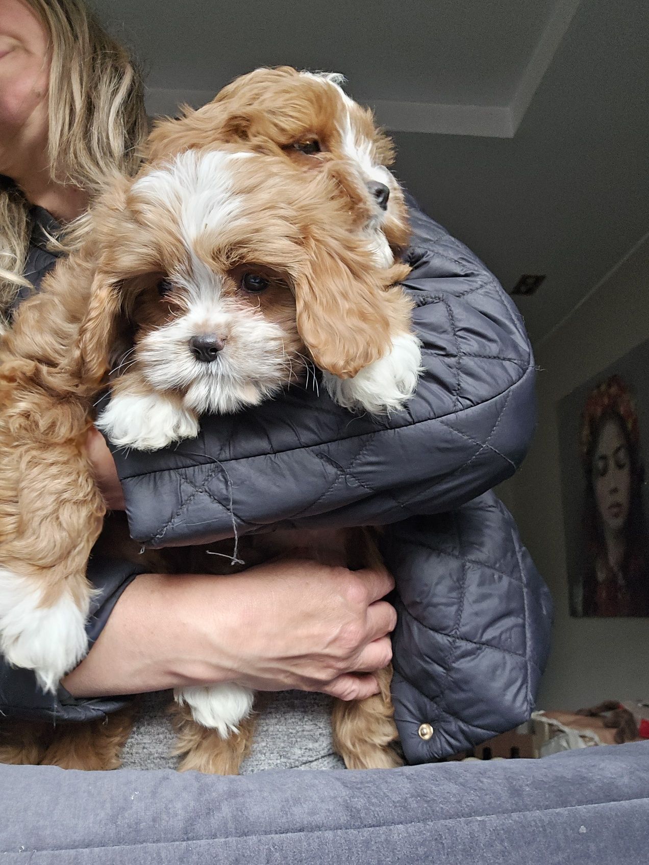 Cavapoo/ dziewczynka / red/