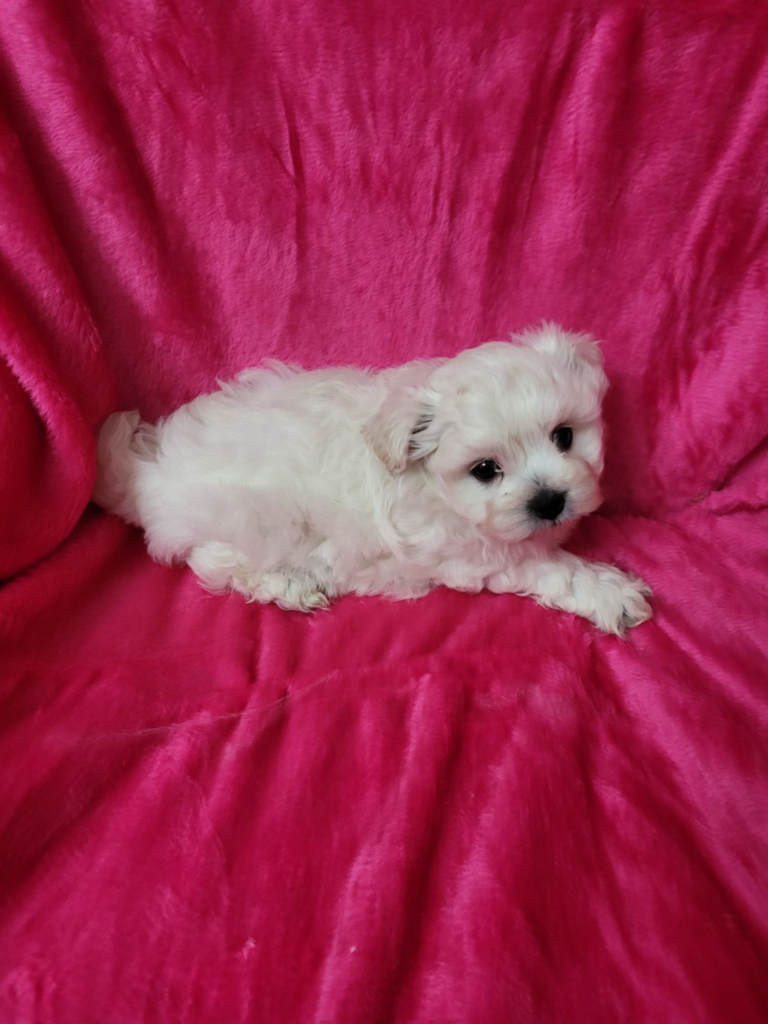 Bichon Maltês  menina excelente exemplar da raça