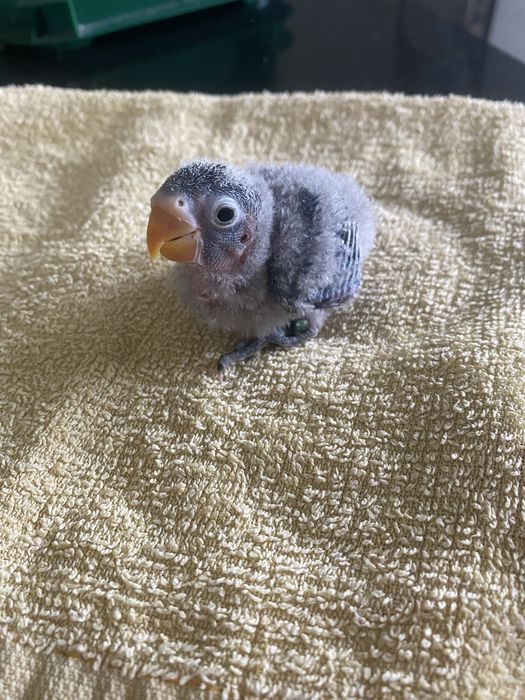 Personata para criar à mão