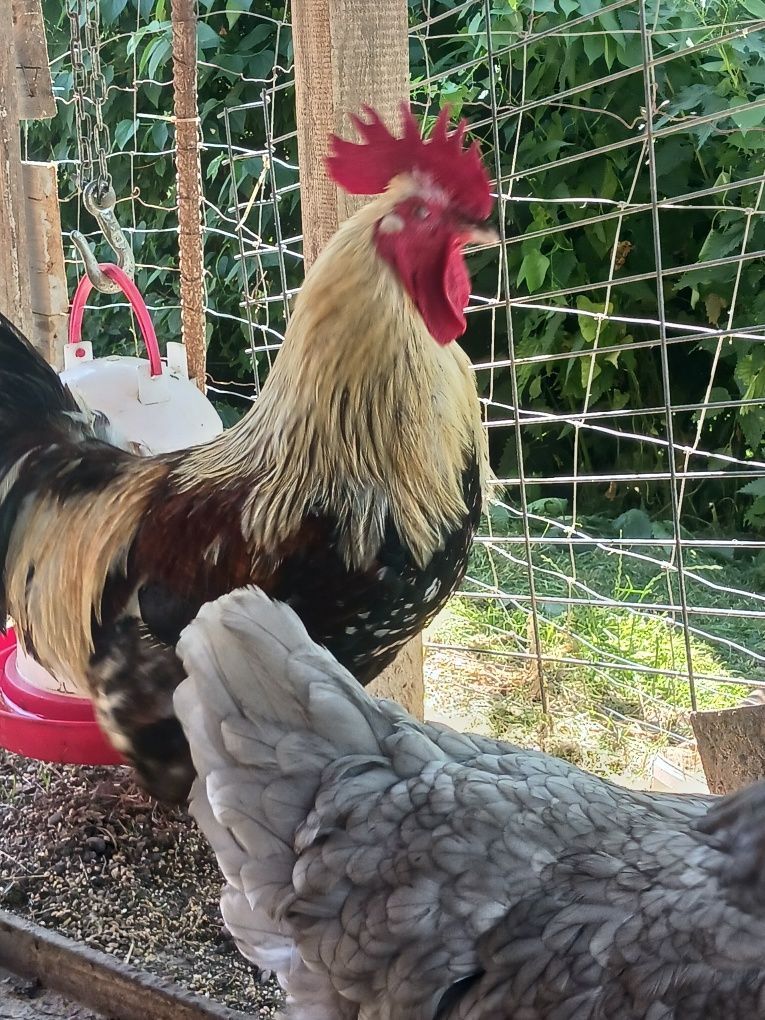 Witam sprzedam koguta