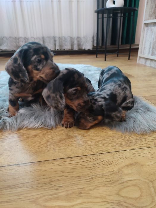 Продаются щенки таксы мрамор мерле