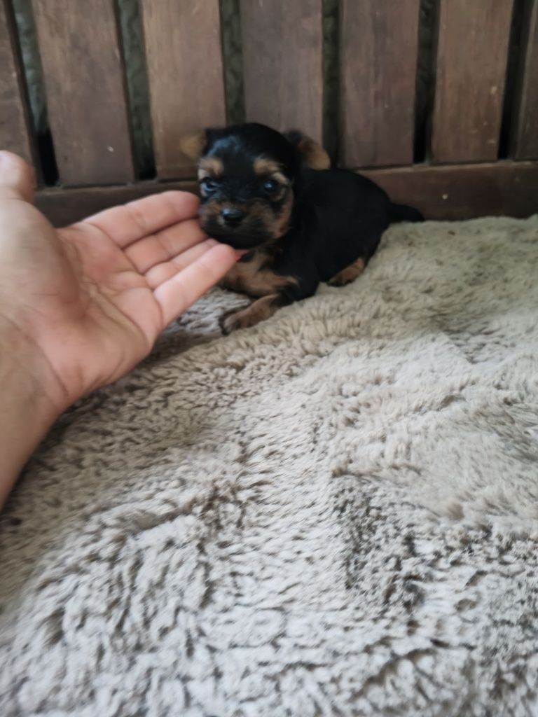 Yorkshire Terrier machinho
