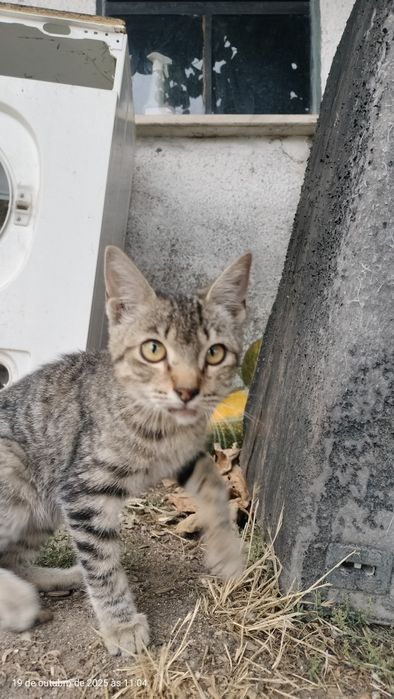 Gatinho para adoção