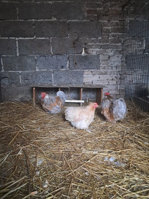 Kogutki i kura kochim