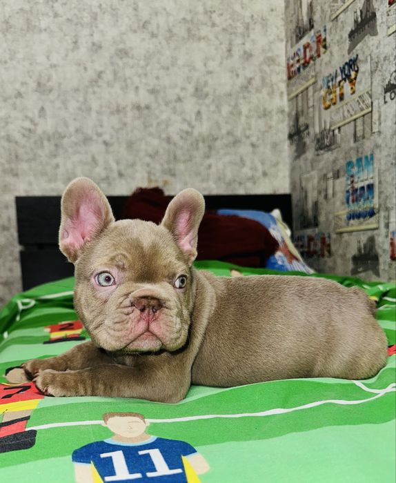 Аліментний хлопчик , найкращий з виводку!!!