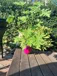 Geranium anginka duża