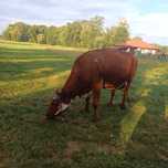 Sprzedam krowe..