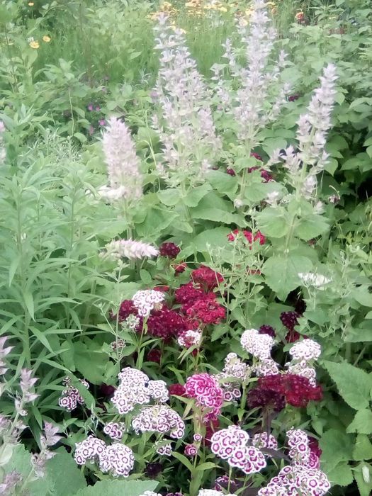 Квіти і лікарські трави саджанці і насіння .