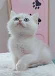 Menina british shorthair