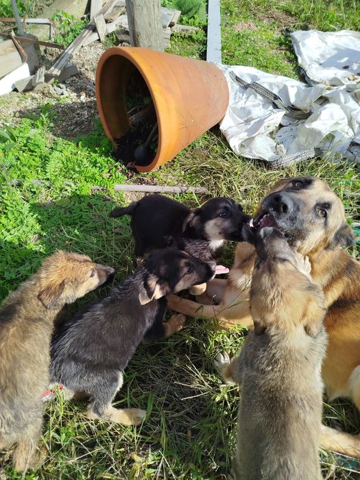 Procura-se Famílias Amorosas! Adoção Responsável de Filhotes