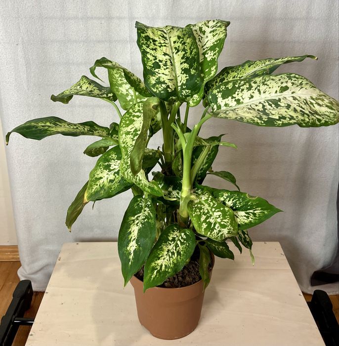 Sprzedam Difenbachie Difenbachia wysokość z doniczką ~55 cm