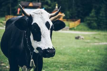 Продам добру тілну корову . 7 місяць