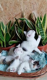 Cudowne kotki do adopcji