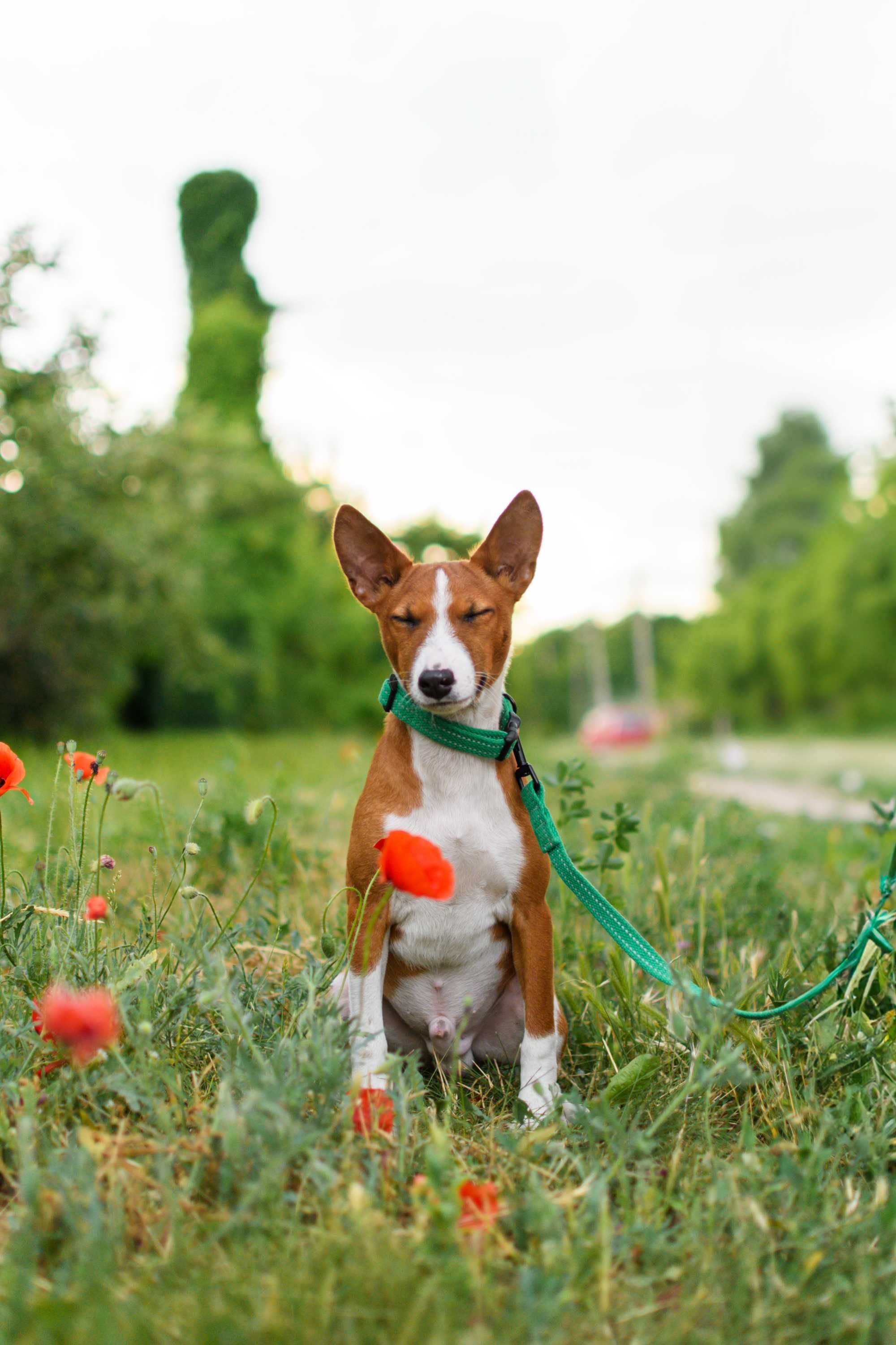 Красивый мальчик басенджи (basenji)