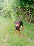 Doberman suczka trzy i pół miesiąca