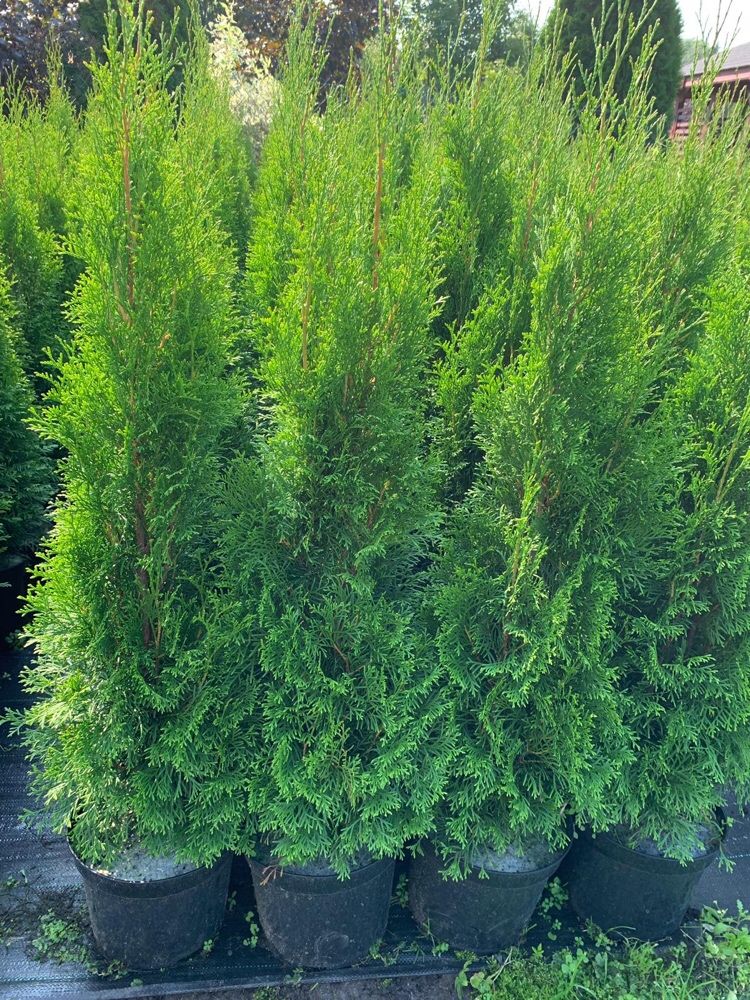 Thuja Szmaragd Ok 1m - 1.10 m  / Tuja Szmaragd / Tuja Żywopłotowa