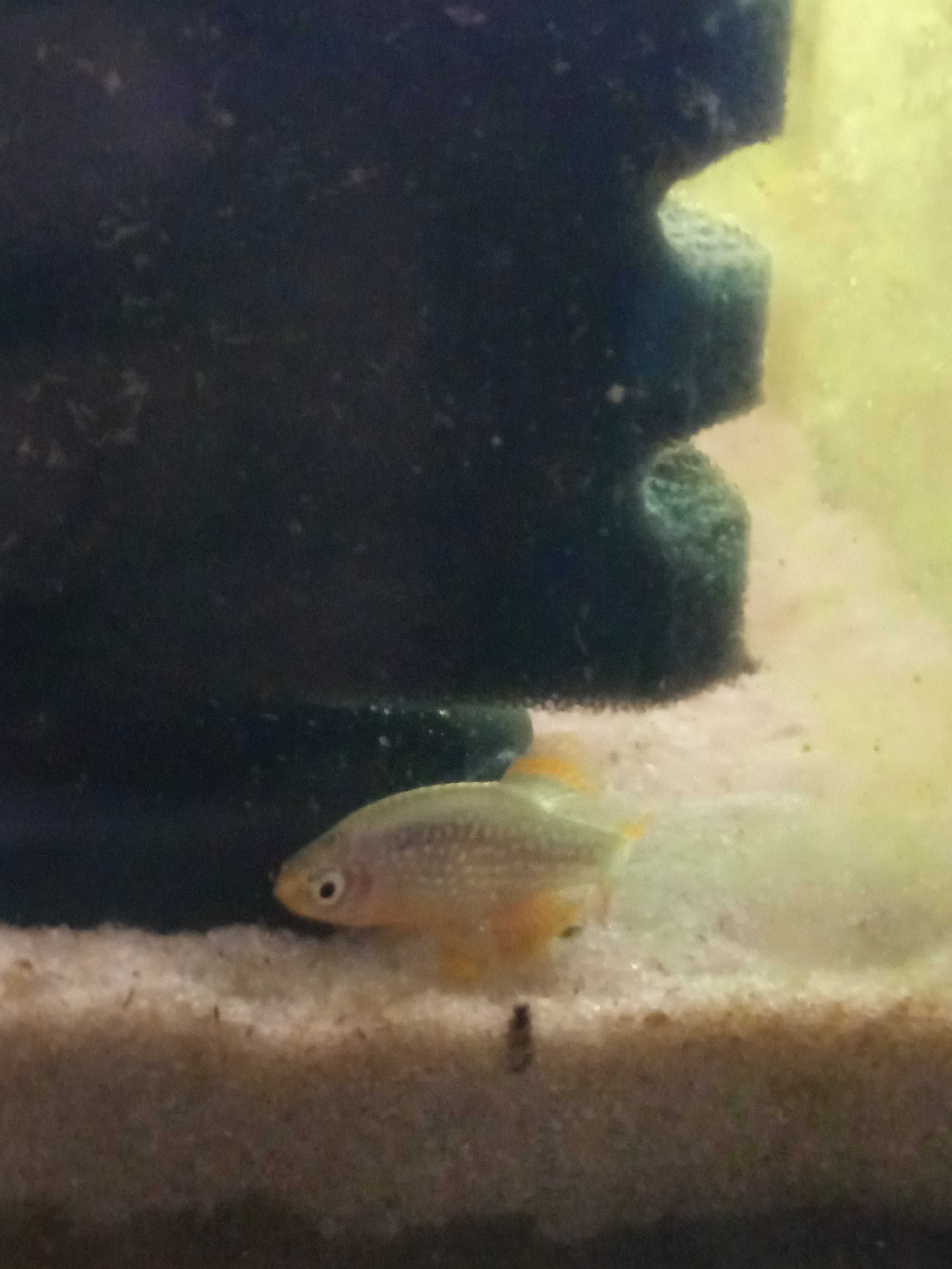 Oferta - Dá-se peixe Rasbora