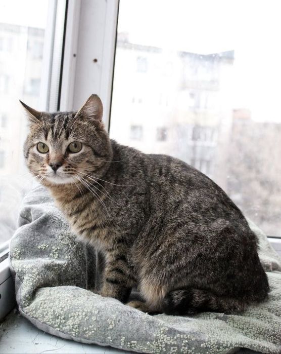 Молоденькому красунчику потрібен дім