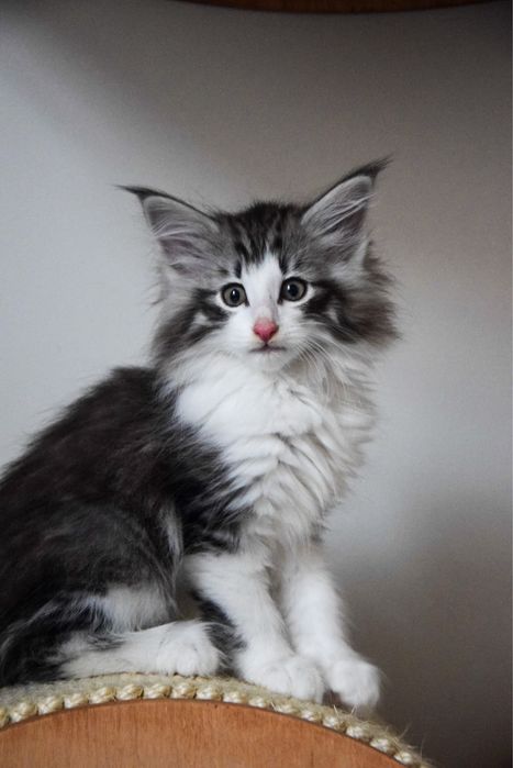 Kocur Norweski Leśny