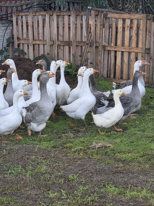 Gęsi landes tegoroczne