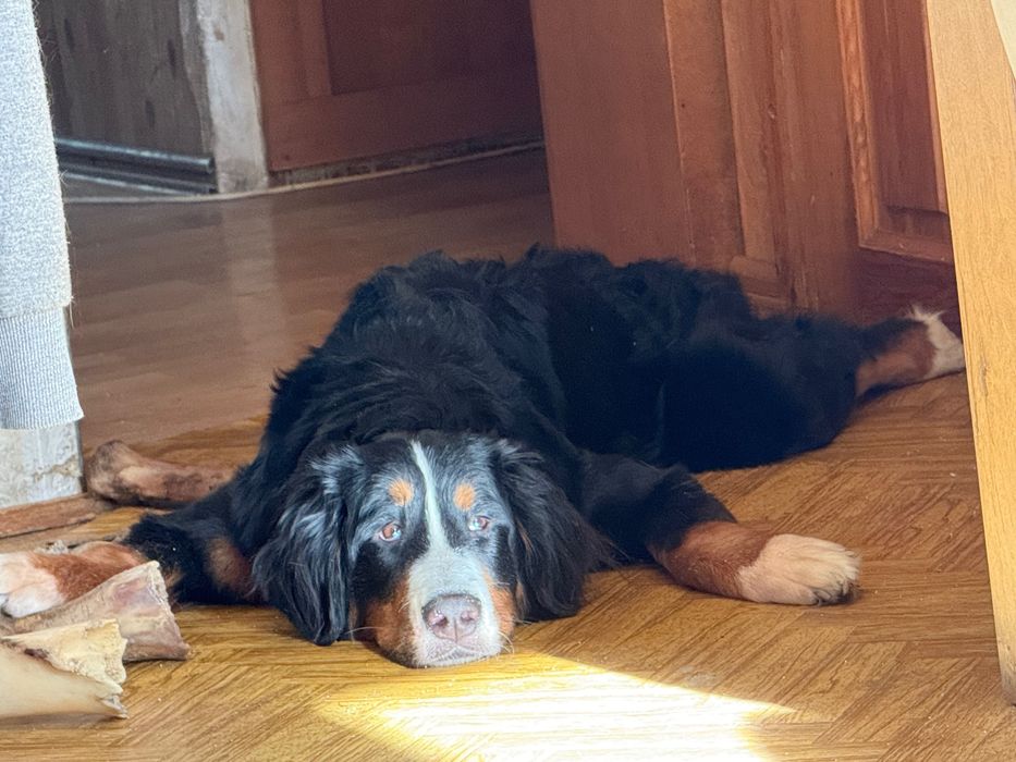 Oddam suczkę rasy berneński pies pasterski