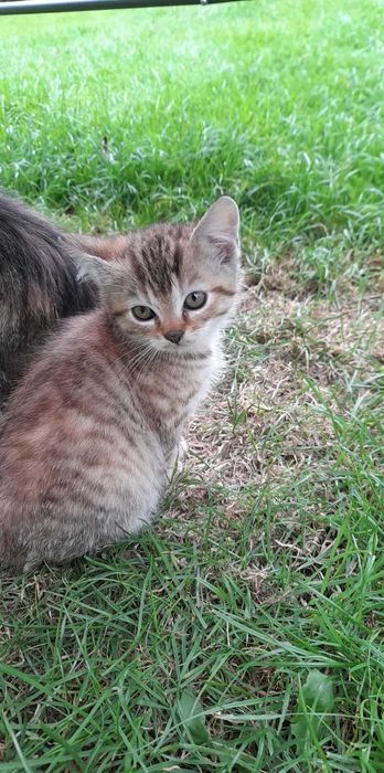 Oddam kotki w dobre ręce!