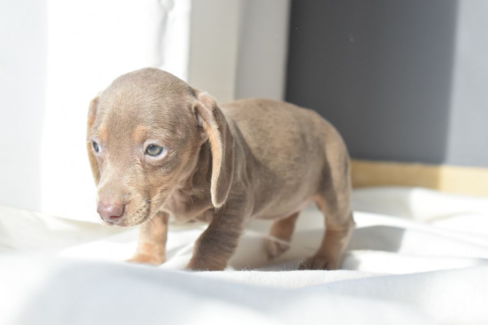 Teckel miniatura Lilac Tan femea