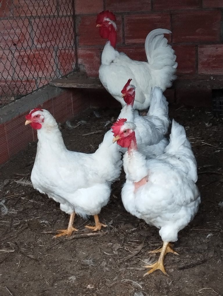 Lote Dúzia 3 Raças Puras de ovos de galinha