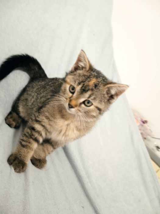 Oddam za darmo kotkę i kocurka