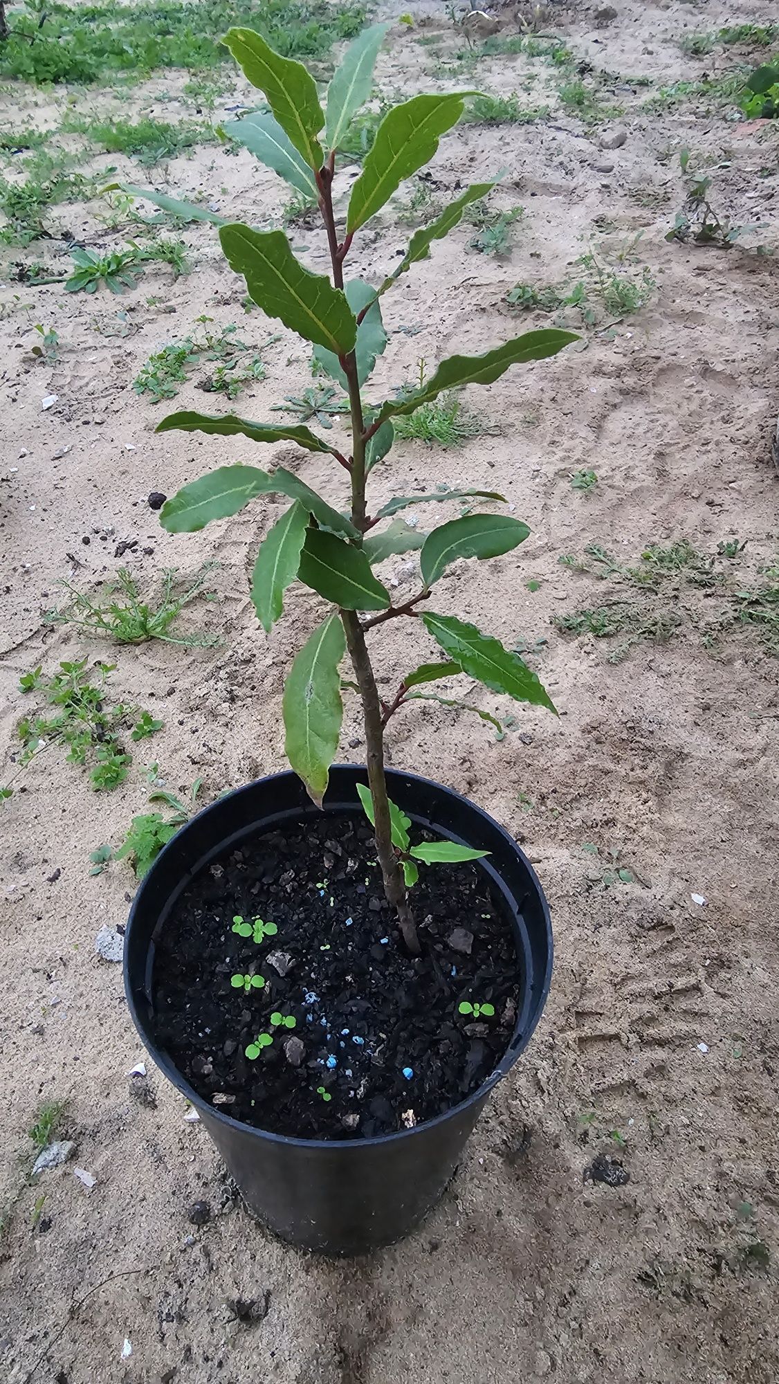 Vendo algumas árvores de fruto