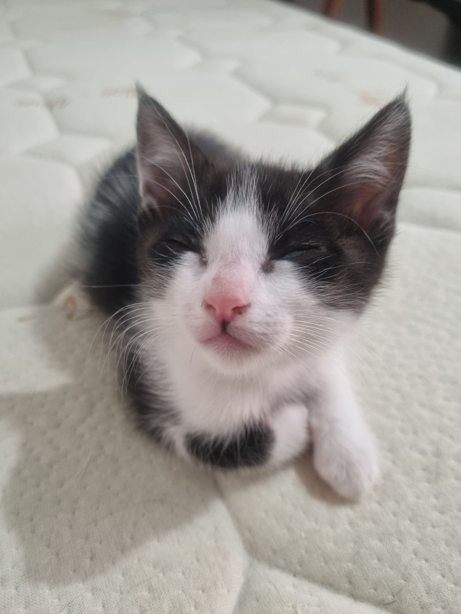 Gatinha para adoção com deficiência ocular