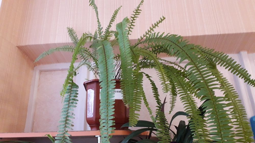 Папоротник, великий папоротнік