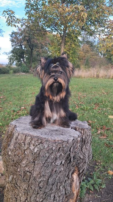 Yorkshire terrier Disney