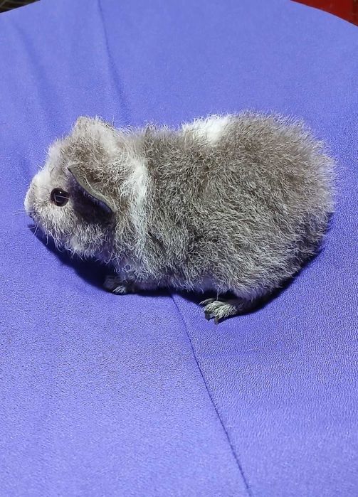 Морська свинка,  американська Тедді