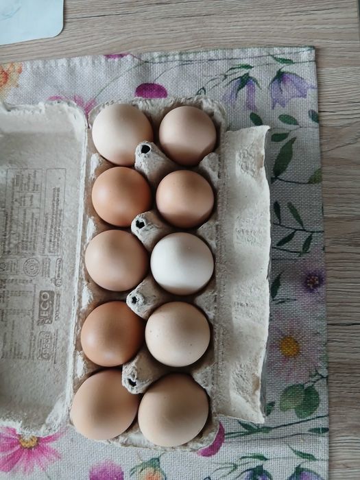 Jajka wiejskie ekologiczne