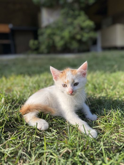 Кошенята хлопчики