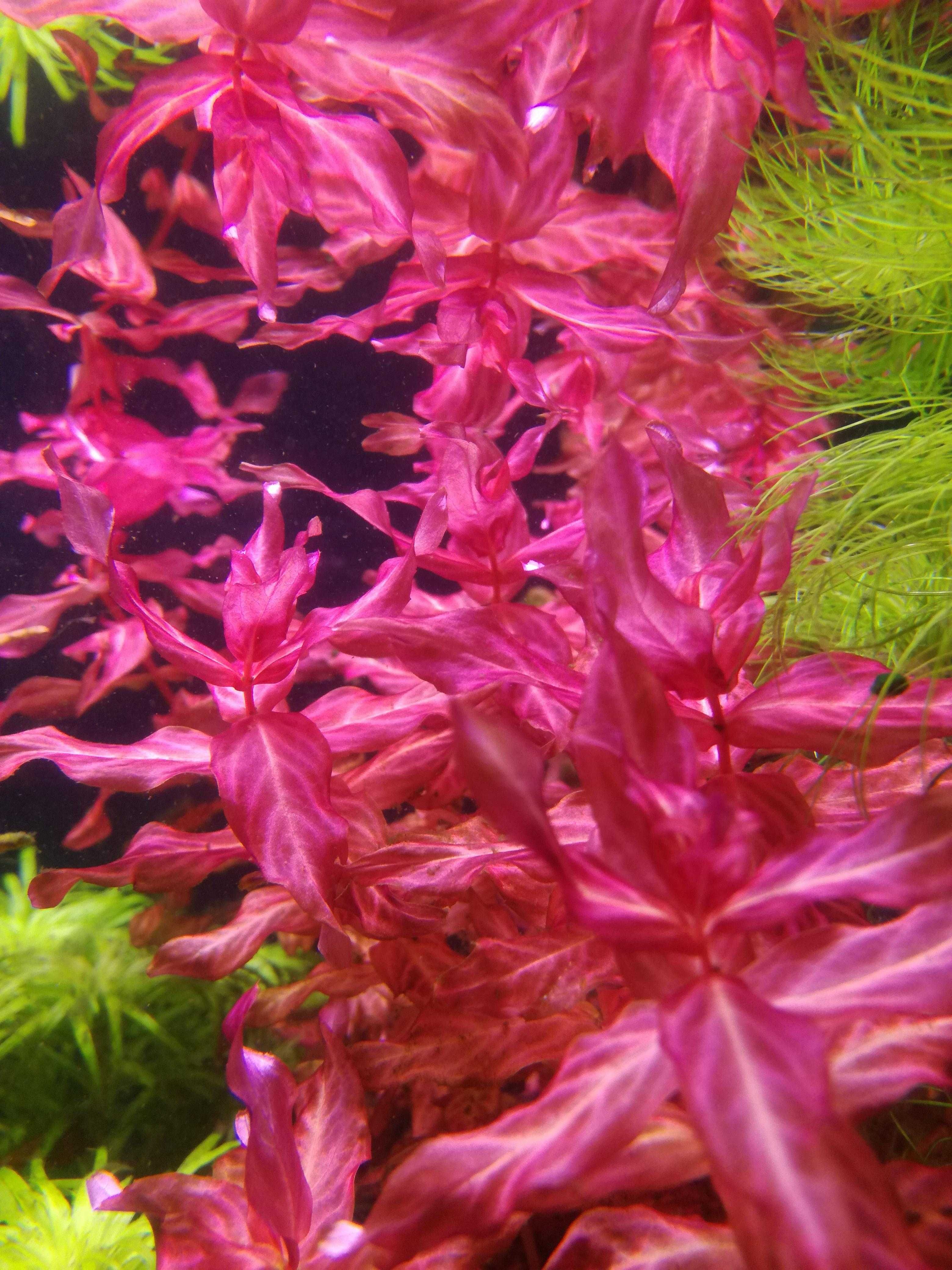 rotala macrandra variegated RARYTAS wysyłka duży wybór gatunków roślin