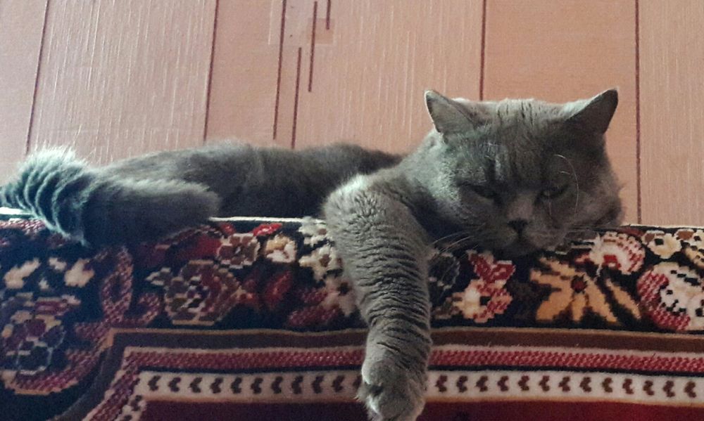 Британец приглашает на вязку