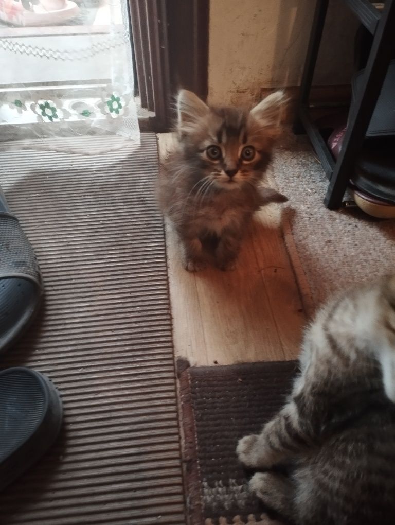 Віддам безкоштовно котиків