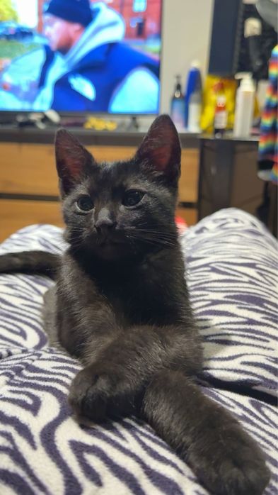 Oddam młodego kocurka - 3 miesiące*