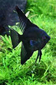 GB Skalar czarny  Pterophyllum scalare var. black - hodowla własna
