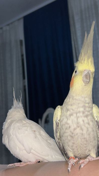 sprzedam parkę nimf