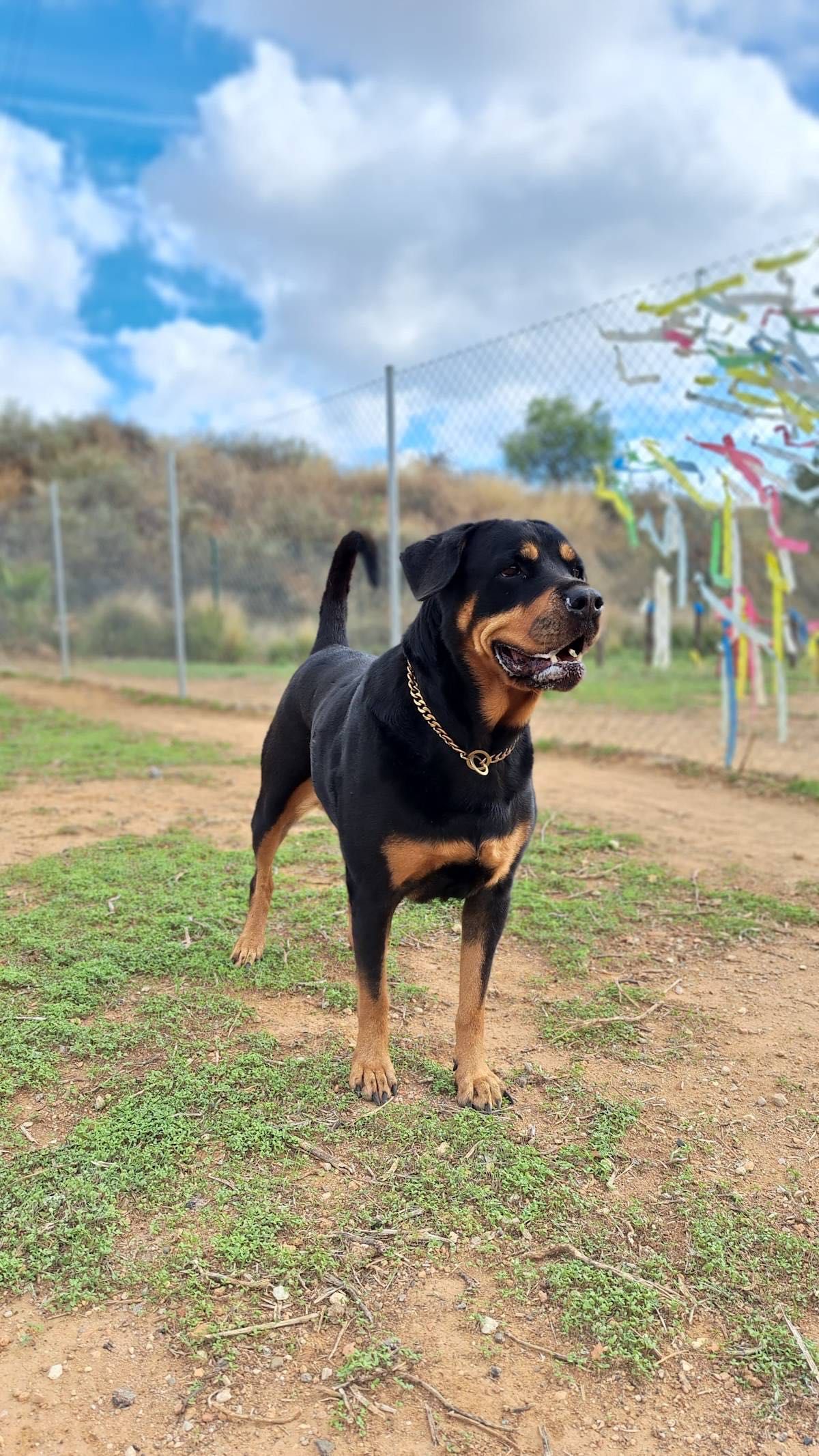 Rottweiler, suczka, Rottweilerka Roxy super z dziećmi, do adopcji