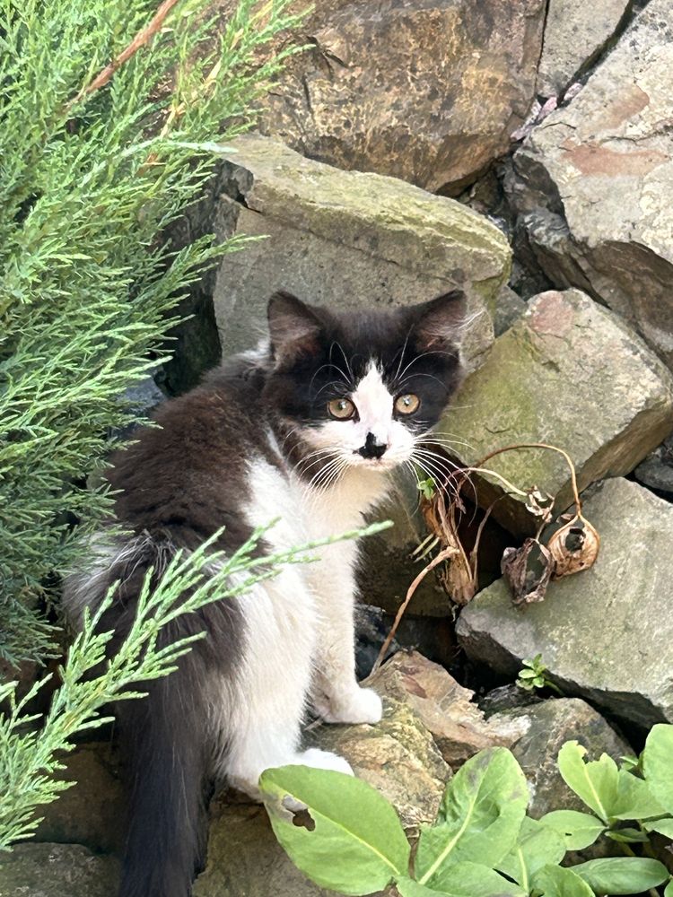 Кошеня в добрі руки