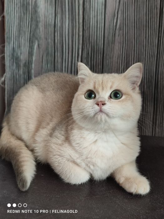 Британський котик ау 12