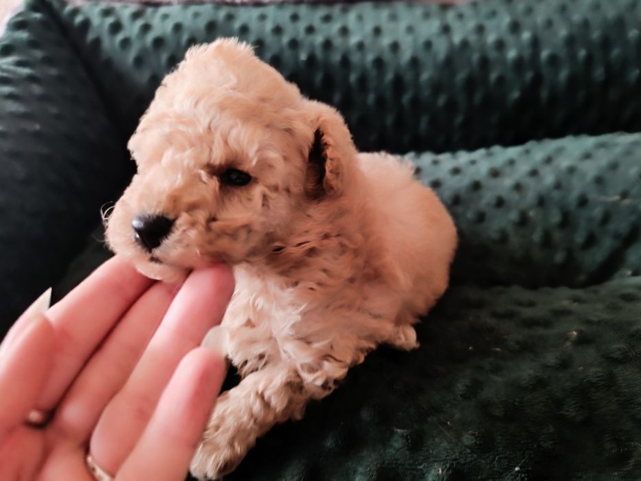 Chłopiec, pudel toy, FCI