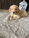 Golden Retriever piesek