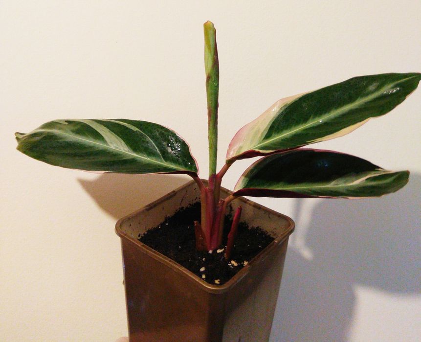 Stromanthe Triostar