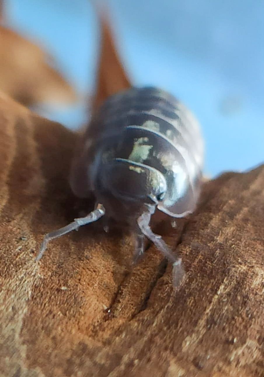 Armadilidium Versicolor 10x