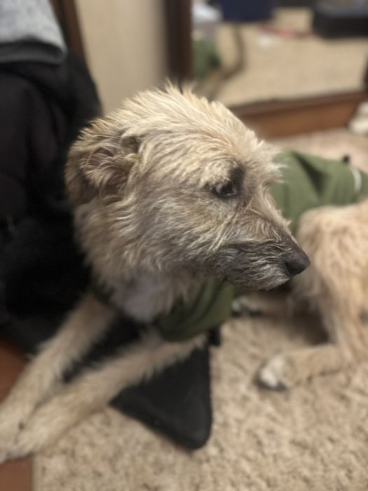 Прилаштовується собаня, буде справжнім другом